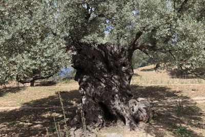 Alter Olivenbaum